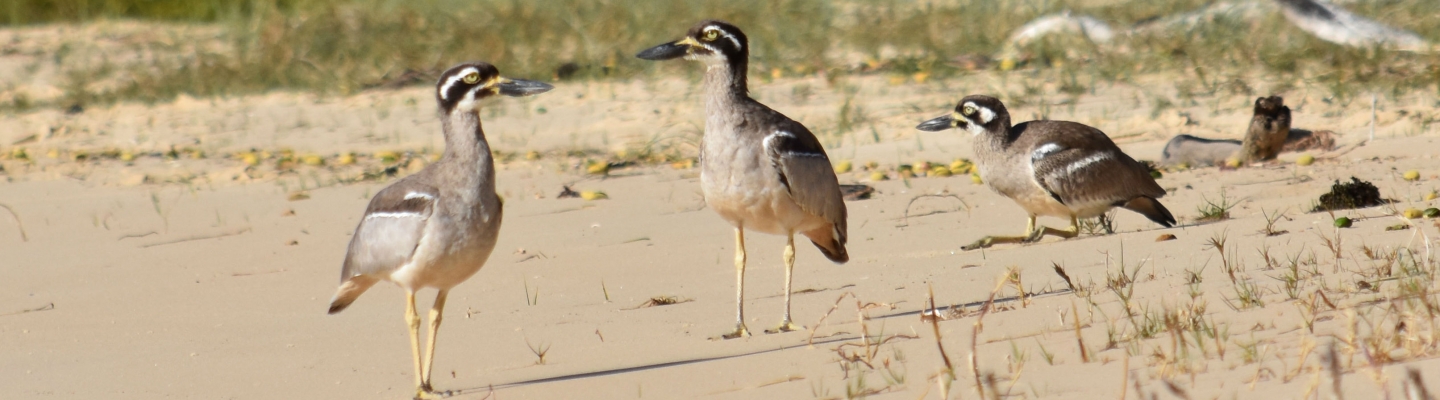 Beach Stone-curlews_Brad Nesbitt (002)_test