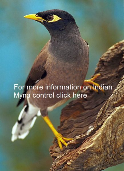 indian-myna