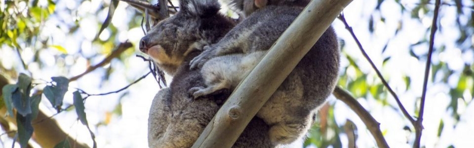 Koala Bellinger Landcare