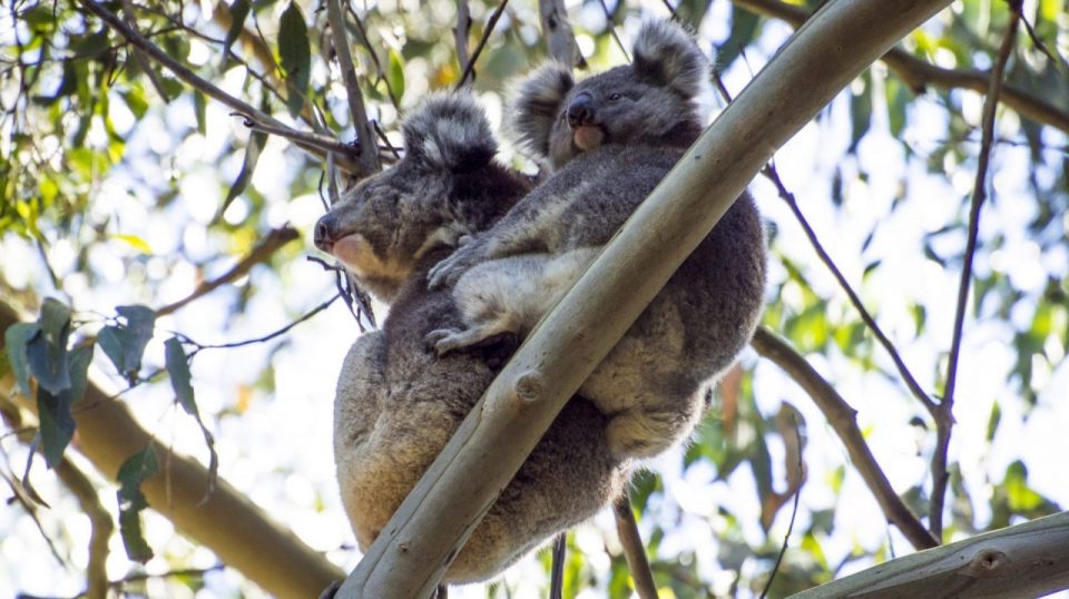 Koala Bellinger Landcare